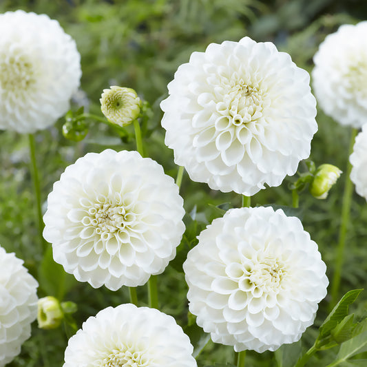 3 Dahlien Boom Boom White - Bakker