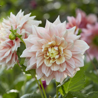 Dahlia Break Out - Dekorative Dahlie Break Out - 