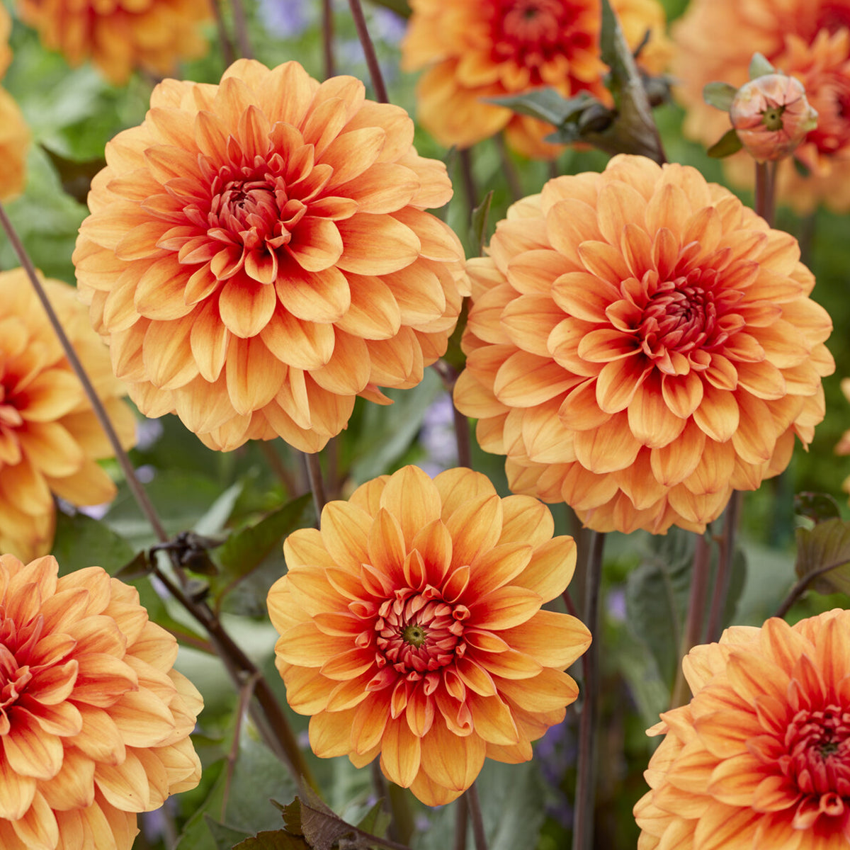 Dekorative Dahlie David Howard - Dahlia David Howard - Bakker