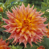 Dekorative Dahlie Omega - Bakker