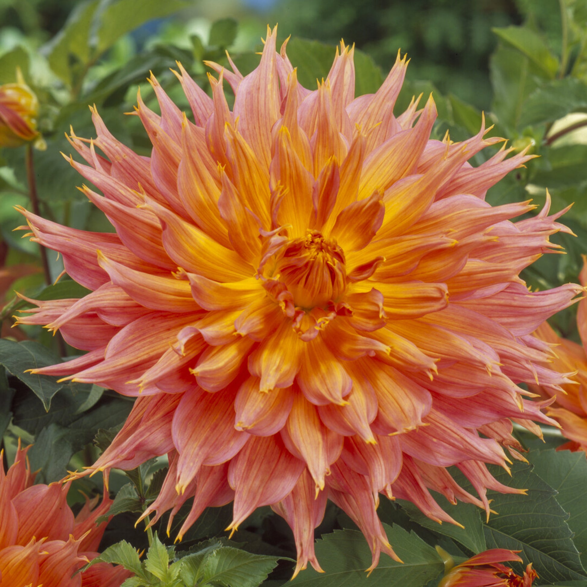 Dekorative Dahlie Omega - Dahlia Omega - Bakker