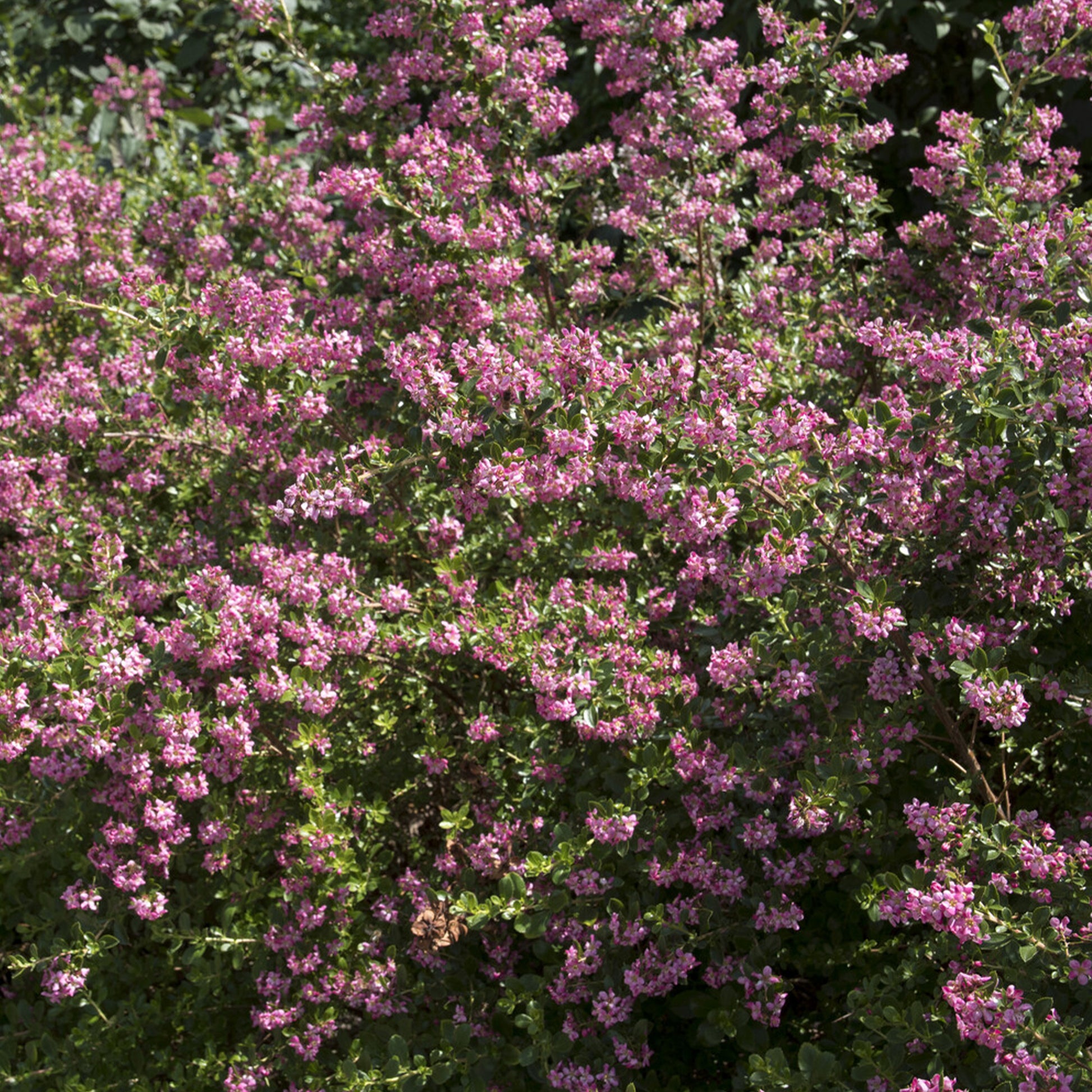 Escallonia Donard Seedling - Escallonia Donard Seedling - Escallonie - Escallonia