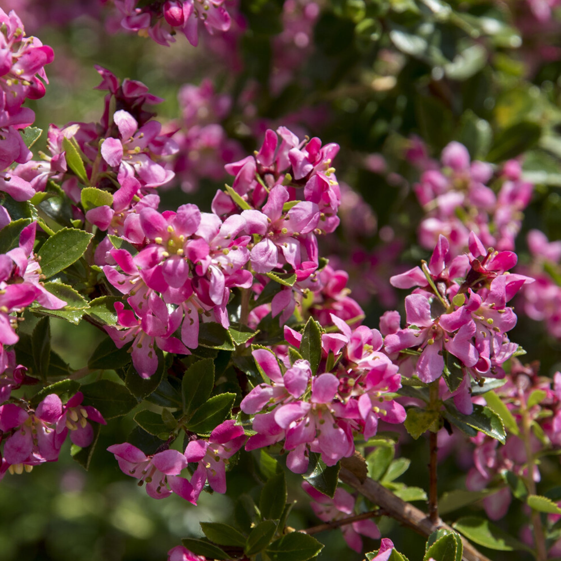 Escallonia Donard Seedling - Escallonia Donard Seedling - Bakker