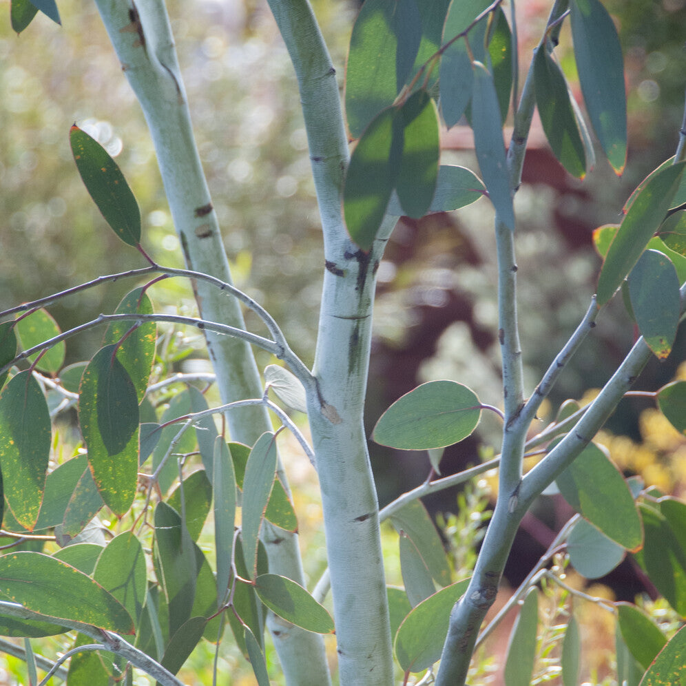 Eukalyptus Blue Ice - Eucalyptus gunnii Blue ice - Bakker