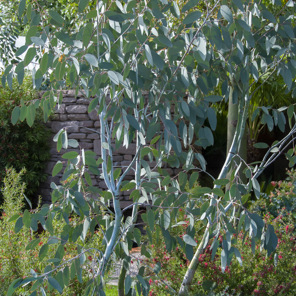 Eukalyptus Blue Ice - Bakker