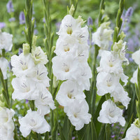 Gladiolen Blondy (x25) - Gladiolus Blondy - Bakker