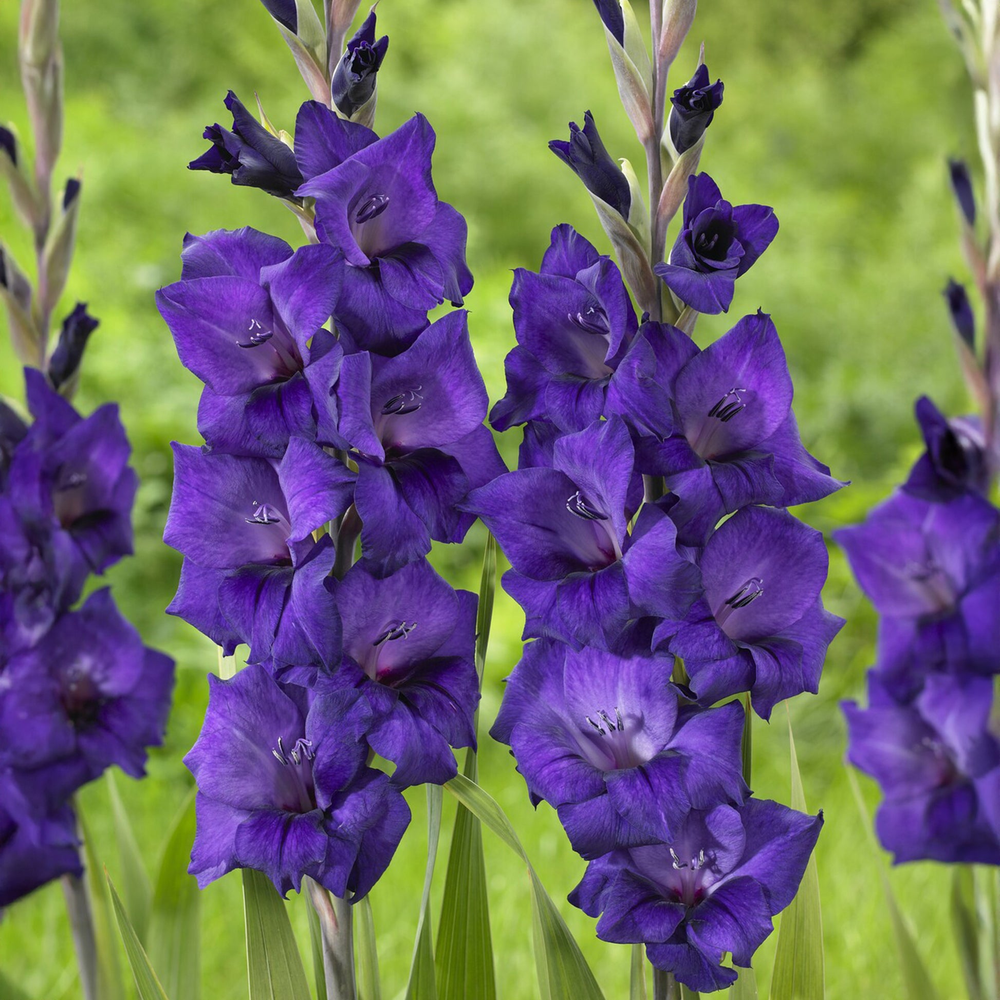 Gladiolus Purple Flora - Gladiole Flora - Gladiole-Zwiebeln