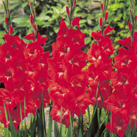 Gladiole Trader Horn - Gladiolus Traderhorn - Bakker