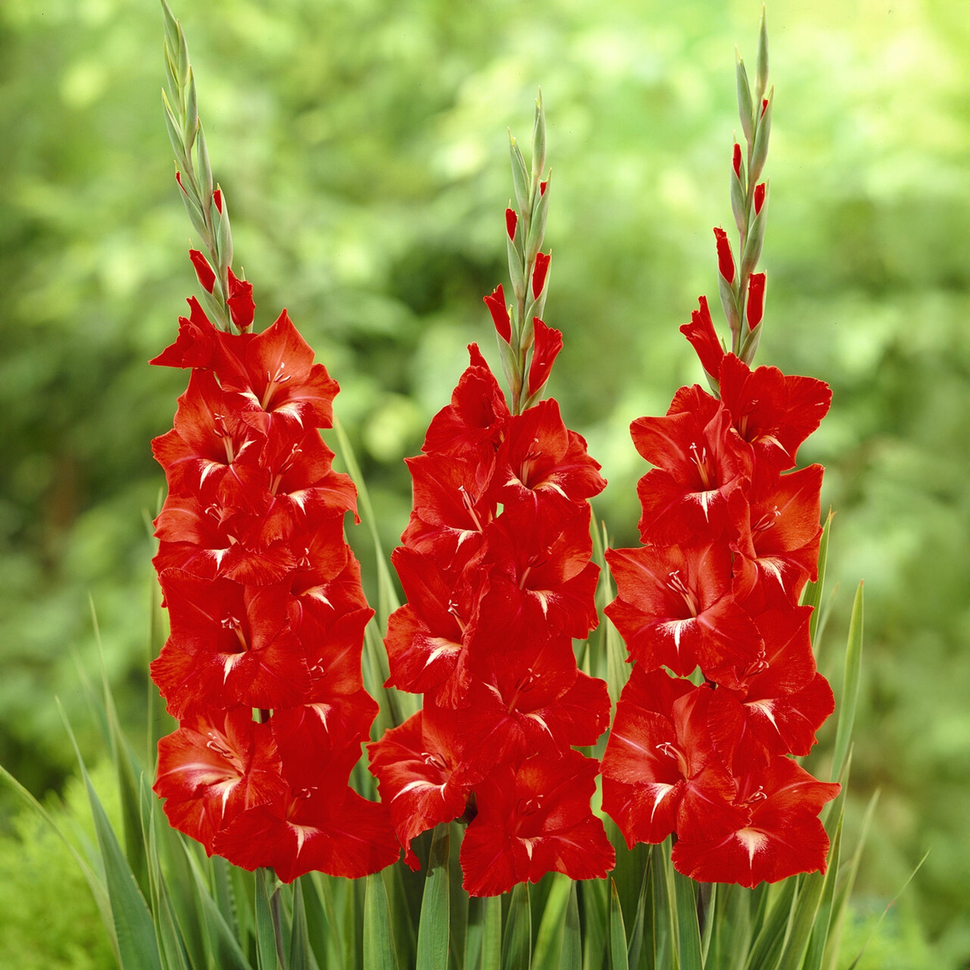 Gladiole Trader Horn - Bakker