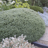 Strauch-Ehrenpreis Sutherlandii - Hebe pinguifolia Sutherlandii - Bakker