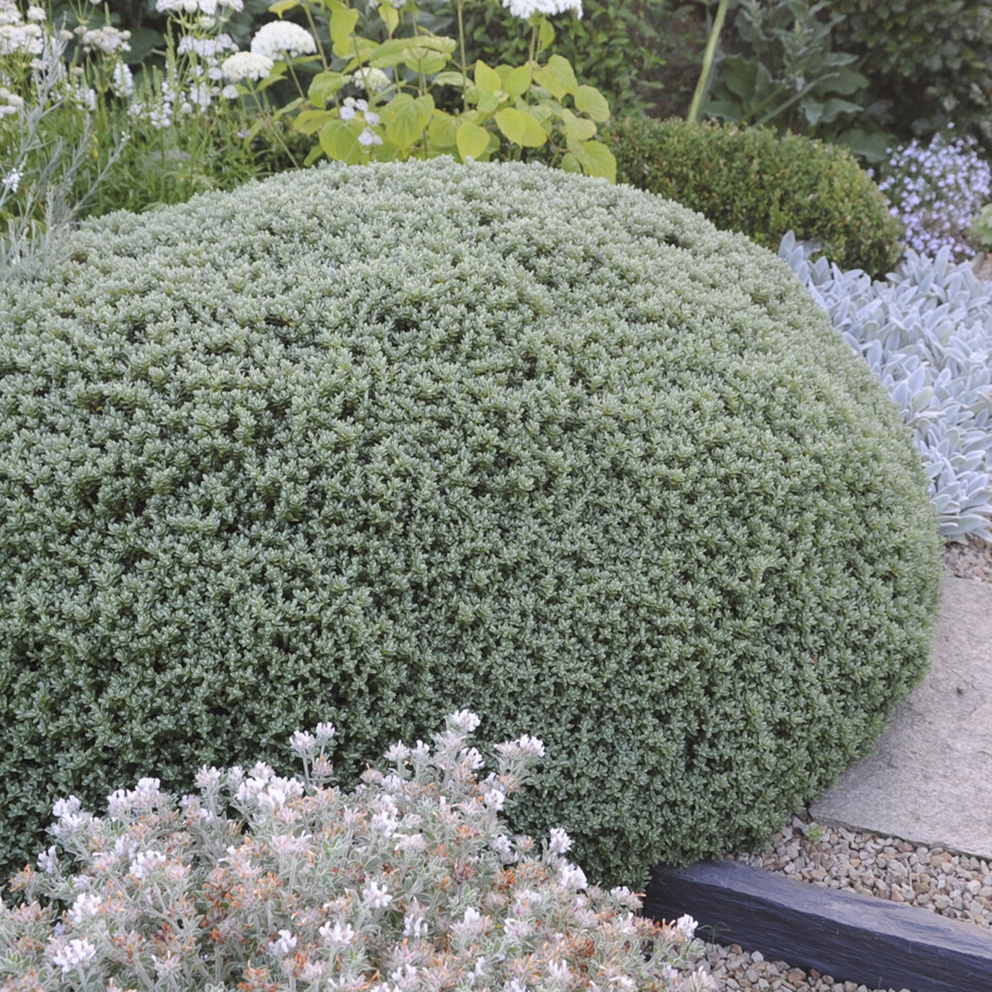 Strauch-Ehrenpreis Sutherlandii - Hebe pinguifolia Sutherlandii - Bakker
