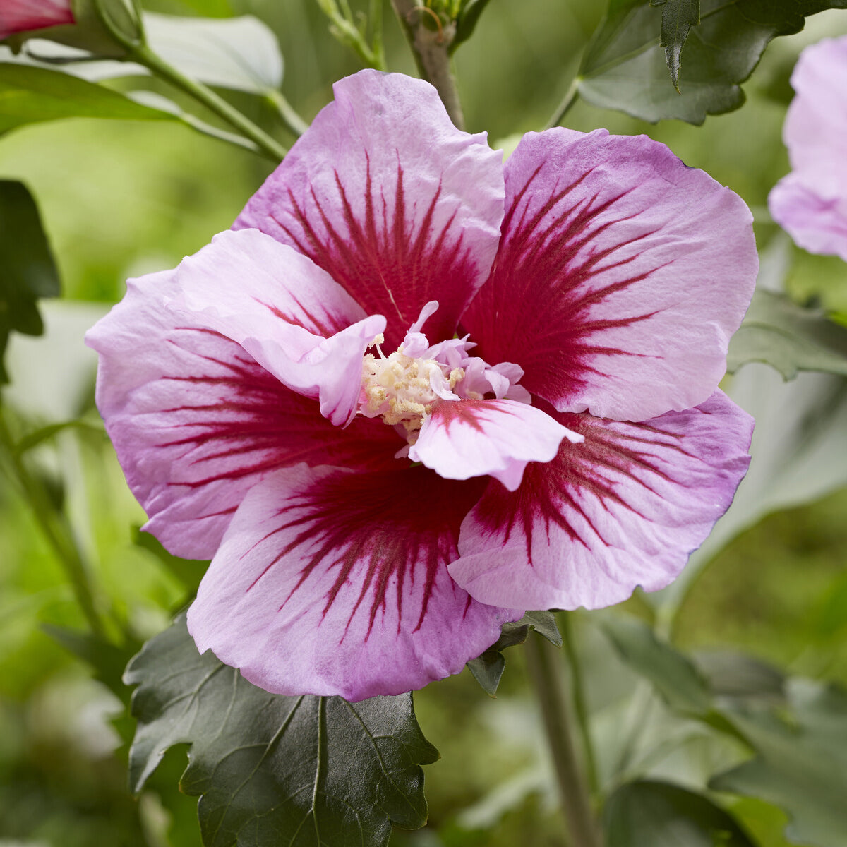 Hibiskus Flower Tower Purple® - Hibiscus syriacus Flower Tower Purple ® - Bakker