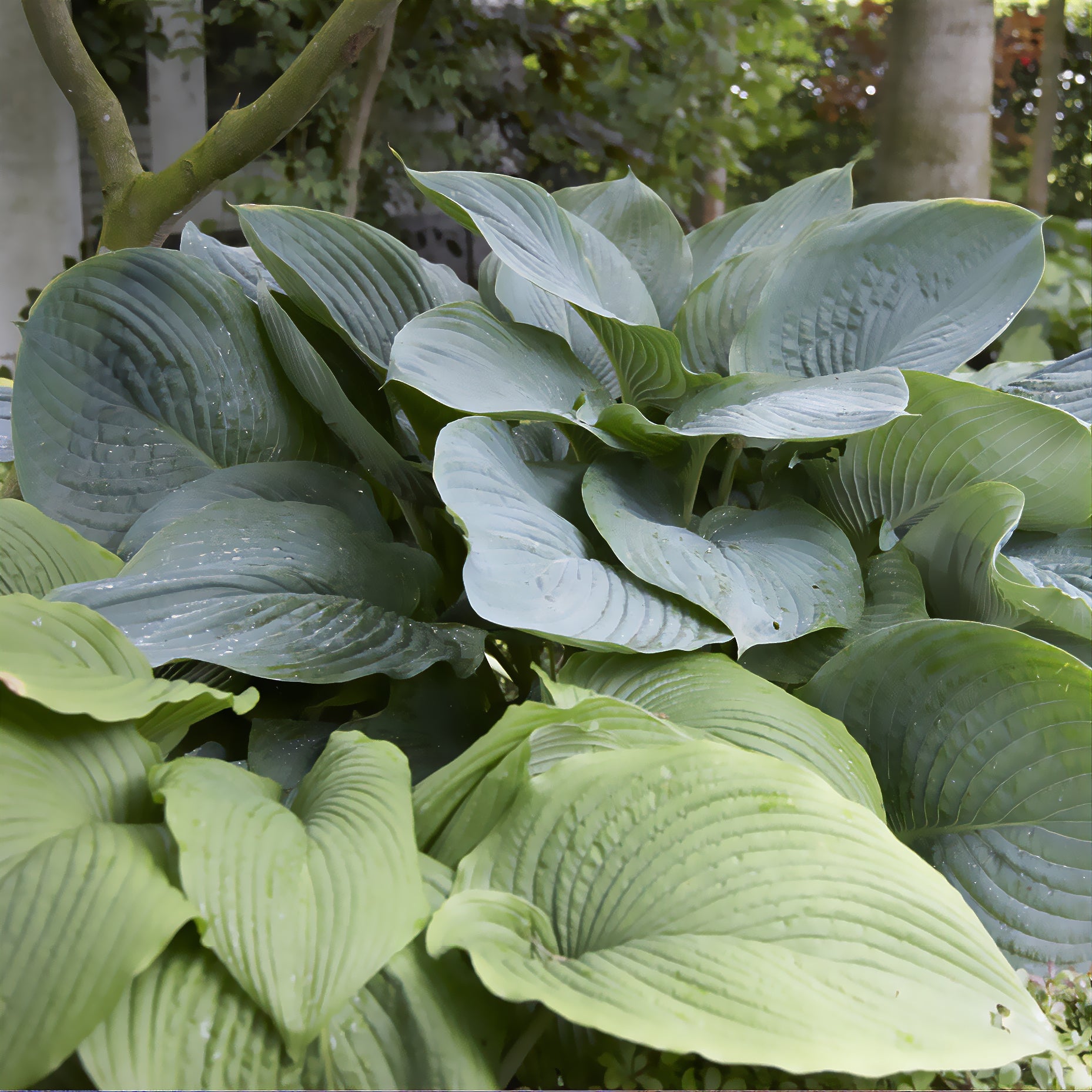 Funkie Empress Wu - Hosta Empress Wu - Bakker