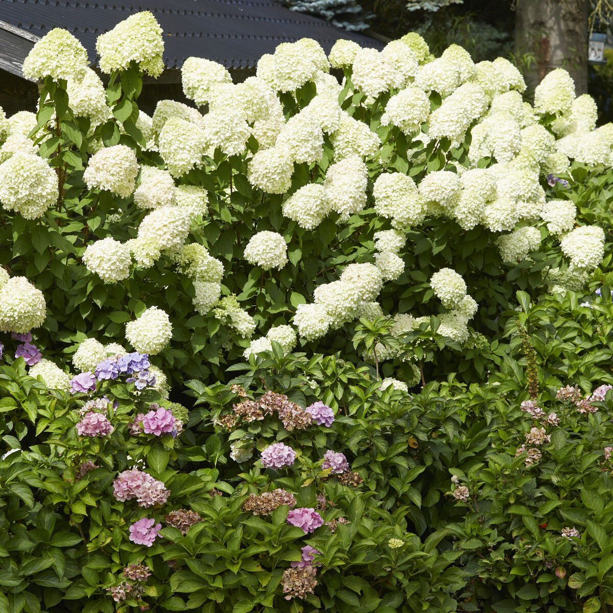 Rispenhortensie - Rispen-Hortensie Limelight® - Hydrangea paniculata Limelight ®