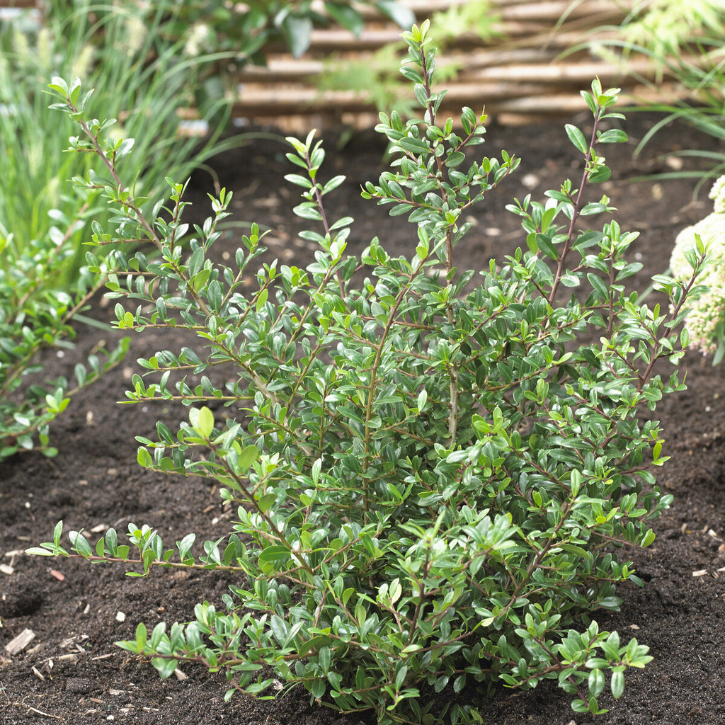 Zwerg-Stechpalme - Ilex crenata Stokes