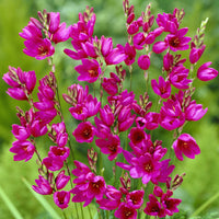 30 Weizenlilien Mabel - Ixia Mabel - Bakker