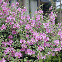 Lavatera Candy Floss - Lavatera Candy Floss - Bakker