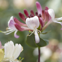 Wald-Geißblatt Belgica - Bakker