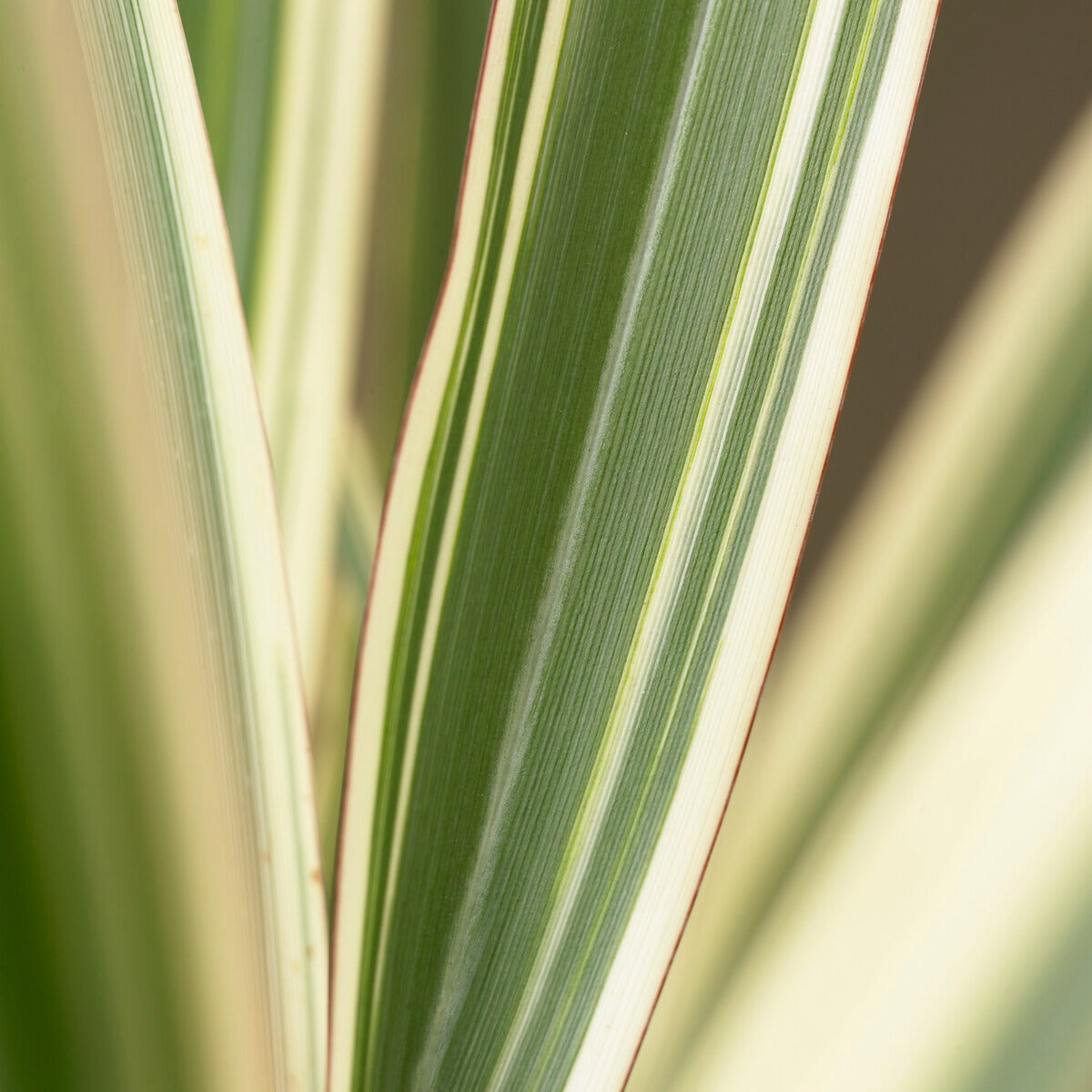 Neuseeländischer Flachs Tricolor - Phormium cookianum Tricolor - Bakker
