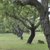 Verkauf Korkeiche - Quercus suber