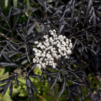 Sambucus nigra Black Lace® - Schwarzer Holunder Black Lace® - Sambucus - Holunder