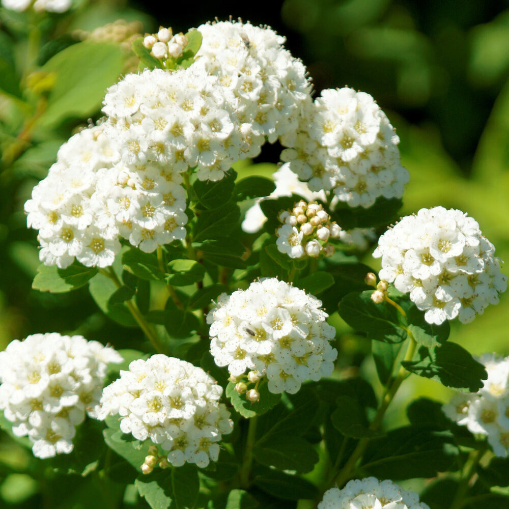 Birkenblättrige Spiere Tor - Spiraea betulifolia Tor - Bakker