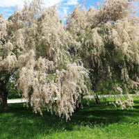 Weißblühender Tamaris - Tamaris ramosissima Hulsdonk White - Bakker