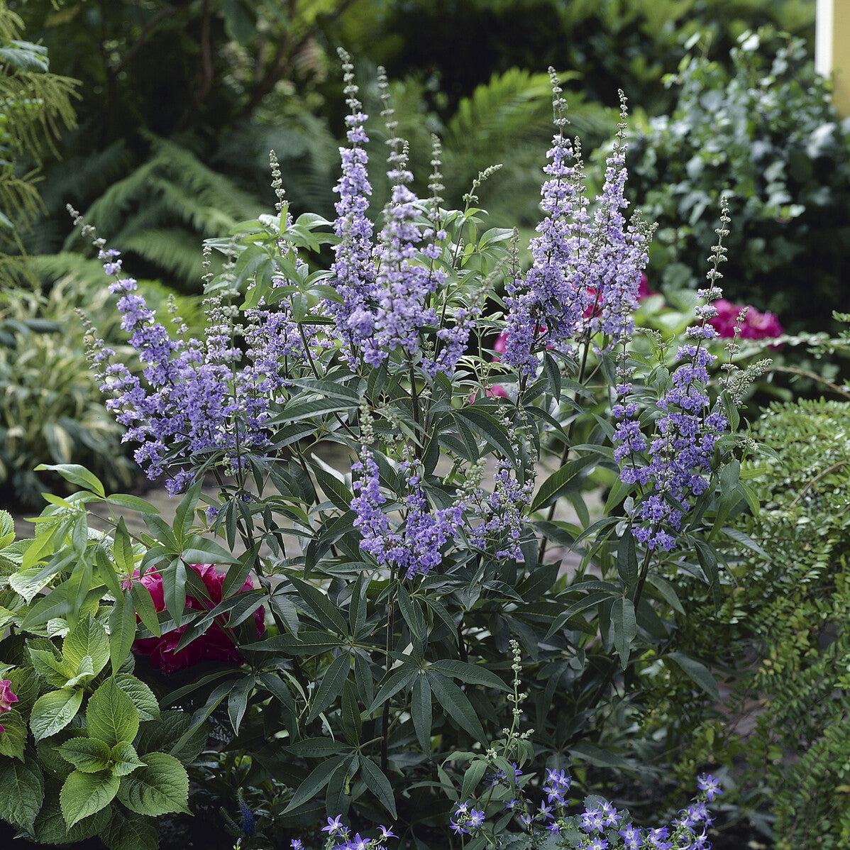 Verkauf Großblättriger Mönchspfeffer - Vitex agnus-castus Latifolia