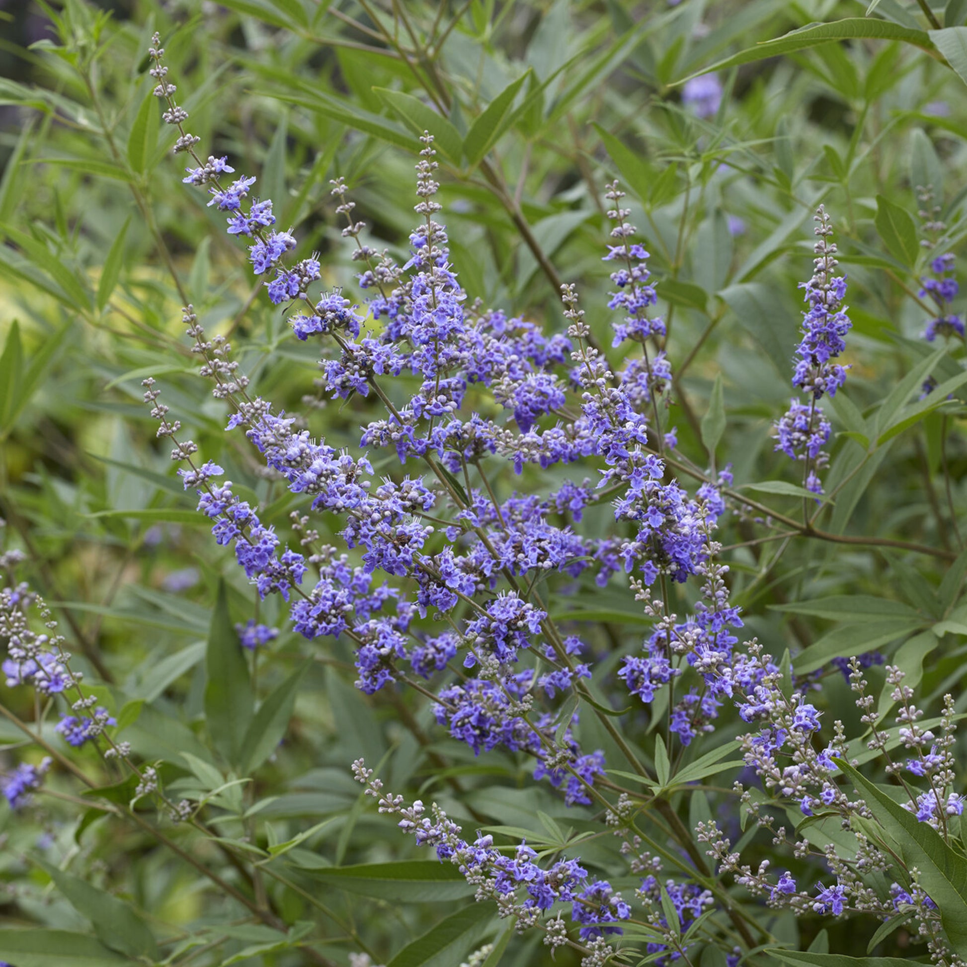 Vitex agnus-castus Latifolia - Großblättriger Mönchspfeffer - Blühende Sträucher