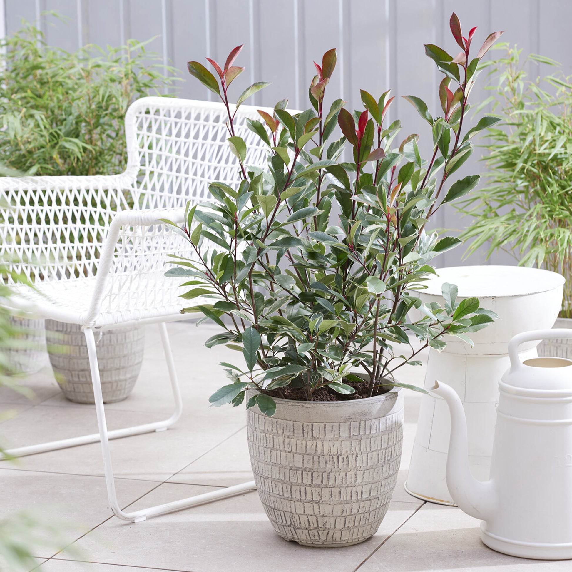 Photinia x fraseri Louise - Glanzmispel fraseri Louise - Photinia