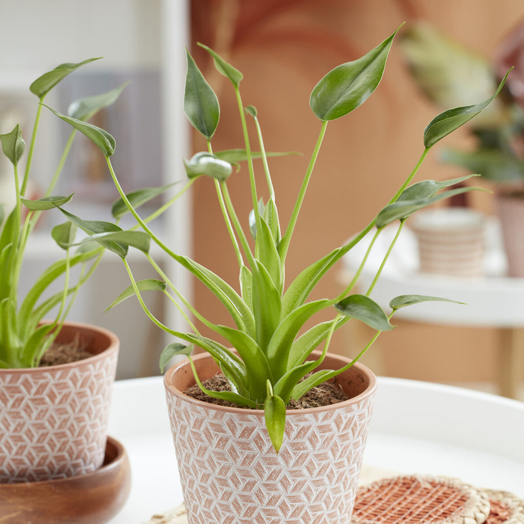 tropische zimmerpflanze mit pfeilfrmigen blttern Pfeilblatt Alocasia Zebrina Hhe 70 Elefan Zimmerpflanze 21cm