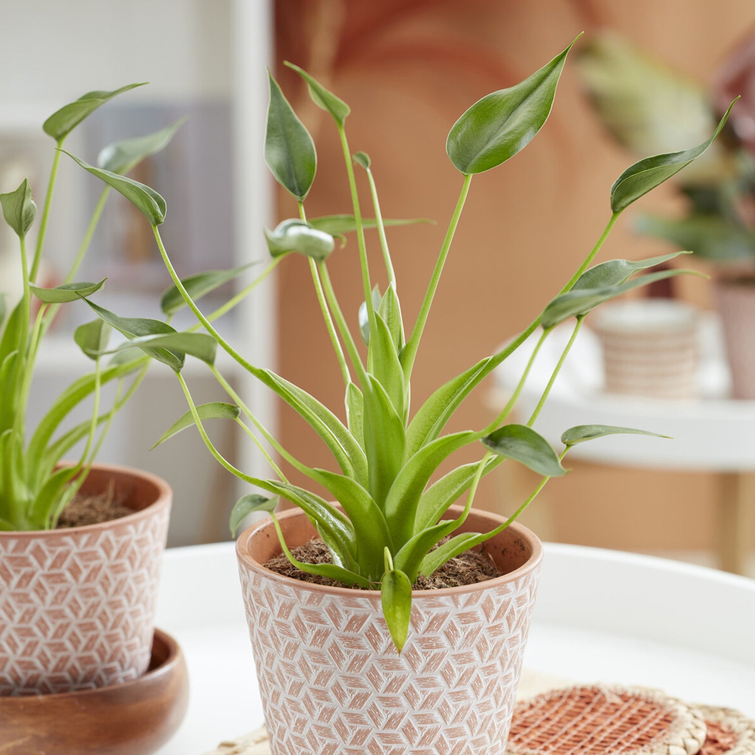 Alocasia - Pfeilblatt