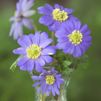 Anemone blanda - Griechische Windröschen (x20) - Anemonen-Zwiebeln