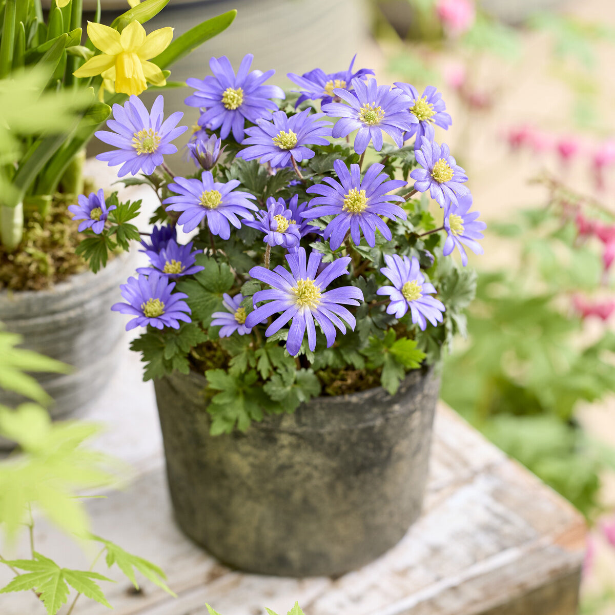 Griechische Windröschen (x20) - Anemone blanda - Bakker