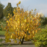 Asimina triloba - Bakker