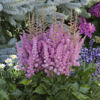 Astilbe chinensis Little Vision in Purple ® - Astilbe Little Visions in Purple®.  - Prachtspiere - Astilbe