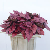 Begonie Inca Flame - Bakker