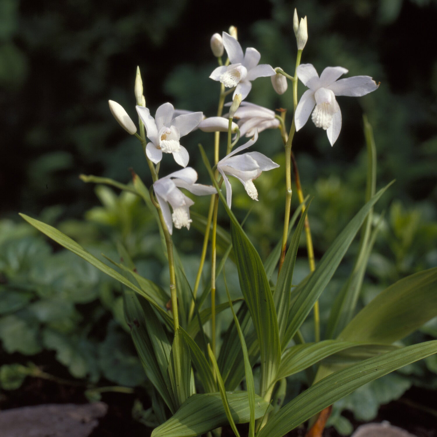 Hyazinthen-Orchidee Alba - Bakker