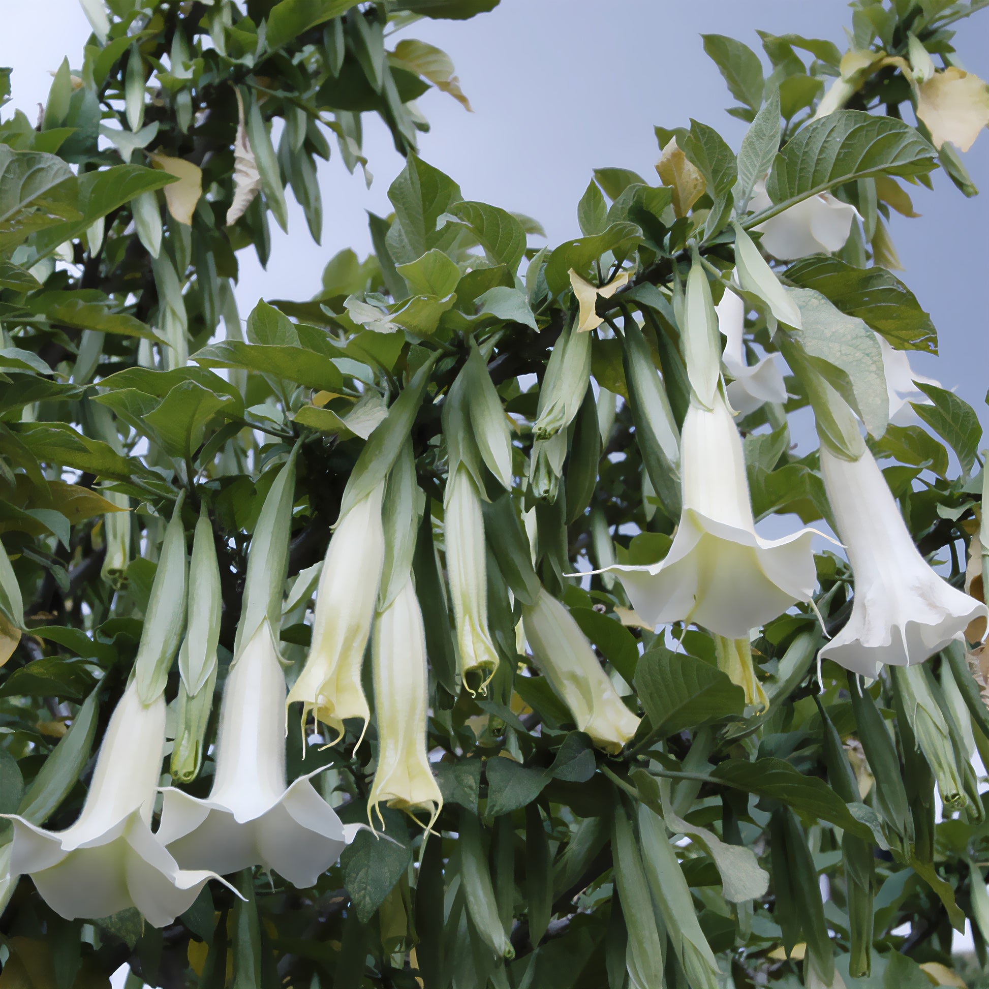 Verkauf Brugmensia - Brugmansia arborea