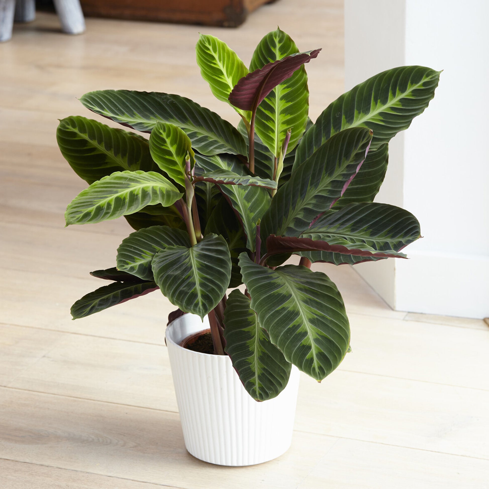 Calathea Warscewiczii/Pfauenpflanze Warscewiczii - Bakker