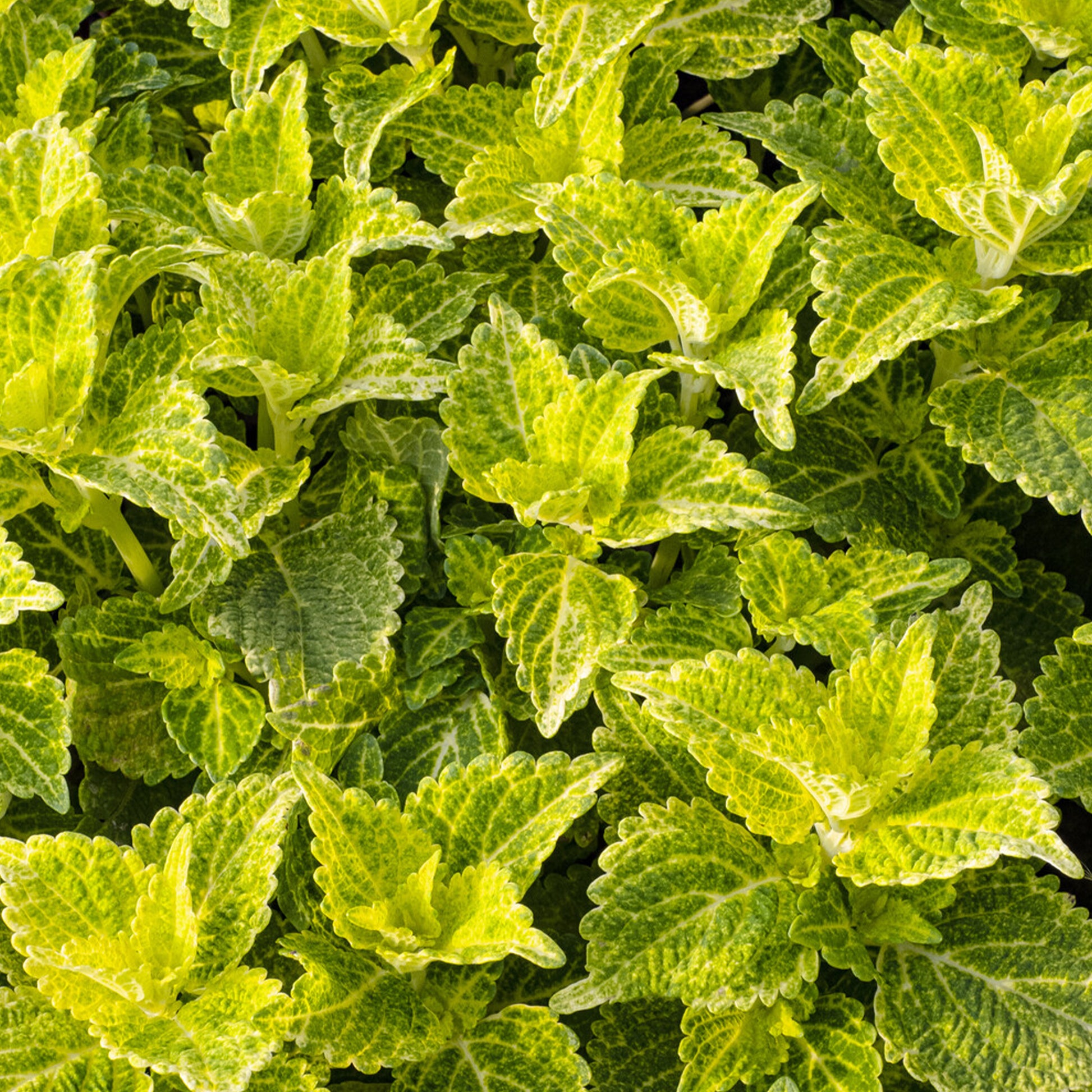 Coleus Electric Lime - Bakker