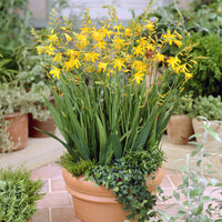 Crocosmia Montbretie George Davison blumenzwiebeln (x10) - Crocosmia crocosmiiflora George Davison - Bakker