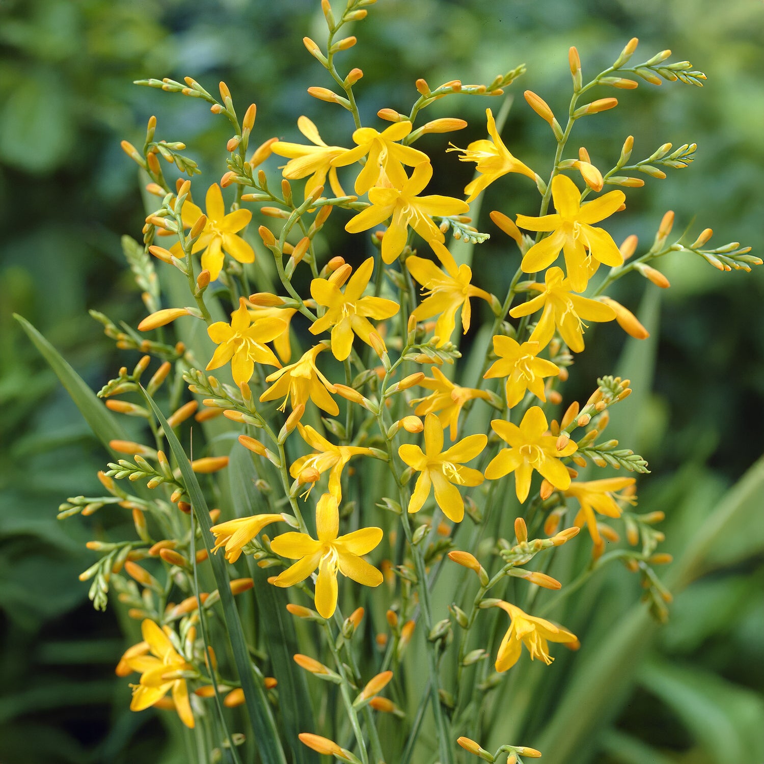 Crocosmia Montbretie George Davison blumenzwiebeln (x10) - Bakker