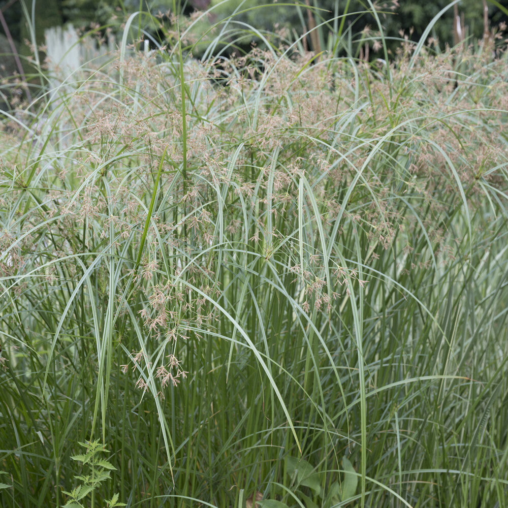 Uferpflanzen - Schirmpflanze  - Cyperus alternifolius