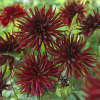 Kaktusdahlien Black Narcissus (x3) - Dahlia Black Narcissus - Bakker