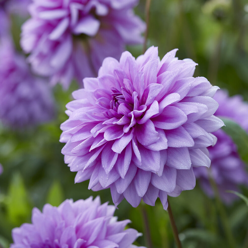 Dekorative Dahlien Blue Boy (x3) - Dahlia Blue Boy - Bakker