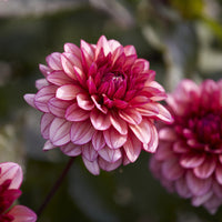 Dahlia Molly Raven - Kleinblütige Dahlie 'Molly Raven - Dahlien-Zwiebeln