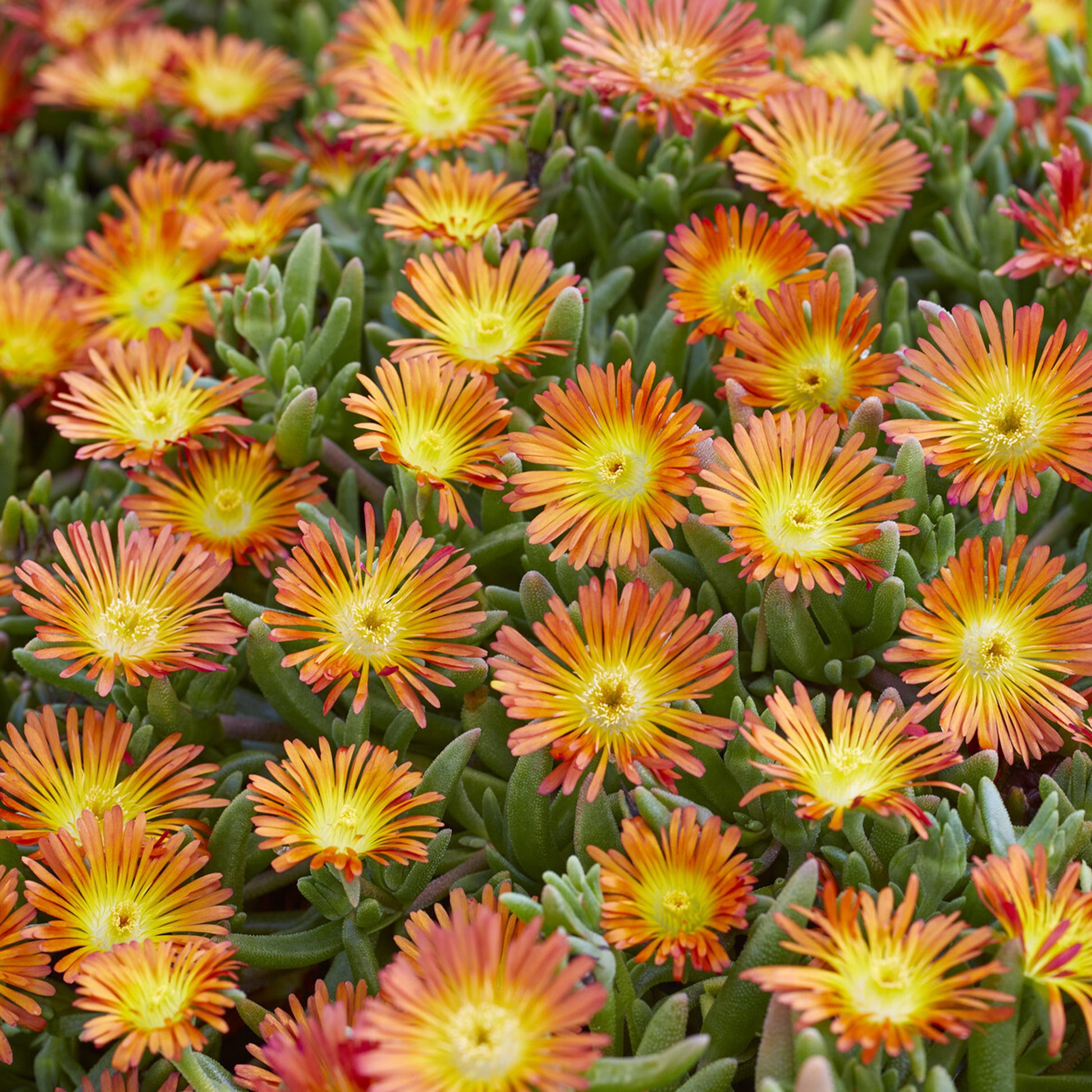 Delosperma Wheels of Wonder® Orange - Eisblume 'Orange Wonder - Mittagsblume - Delosperma