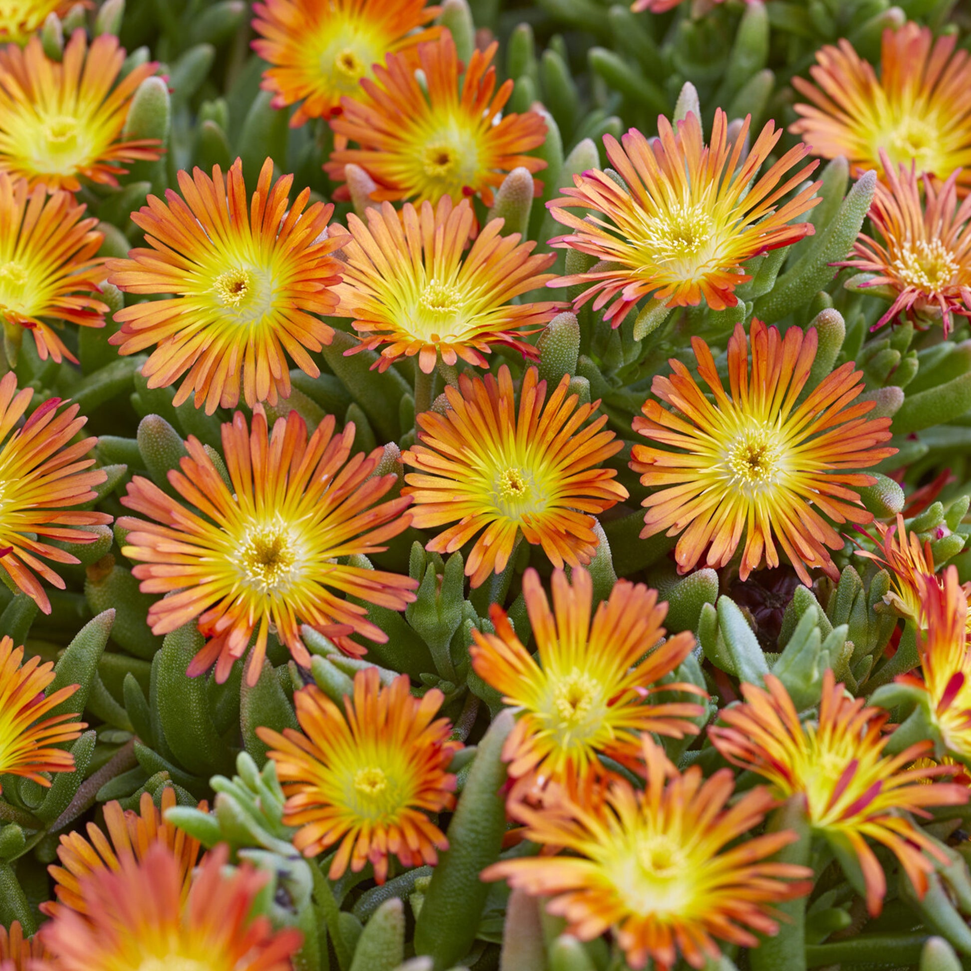 Eisblume 'Orange Wonder - Bakker