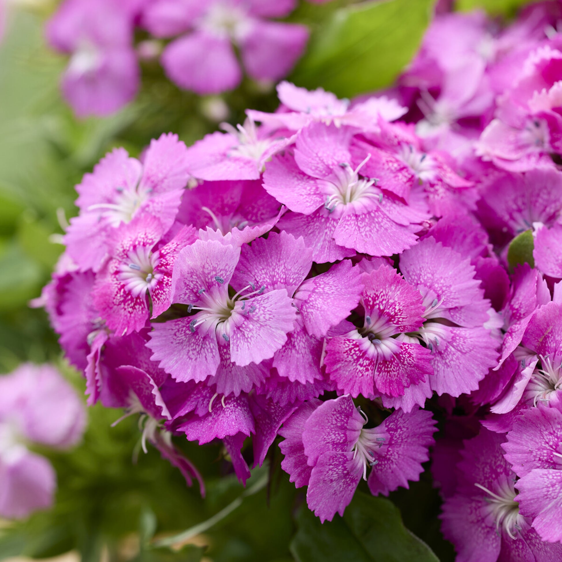 Bartnelke rosa - Dianthus barbatus Barbarini Pink - Bakker